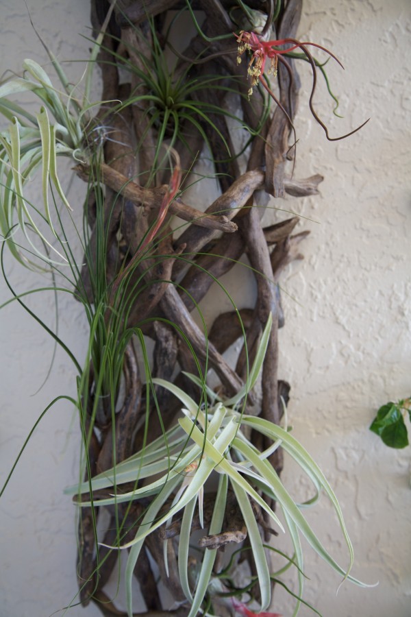 green wall with air plants