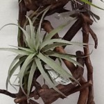 Air plants on Driftwood wall hanging