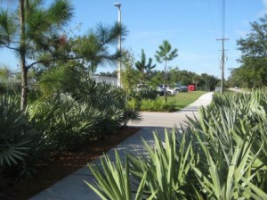 Saw palmettos provide interesting texture on either side of a walk.