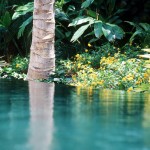 landscape-water-Jupiter-Island