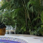 Palm Beach palms