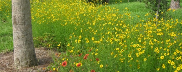 Wildflowers for South Florida